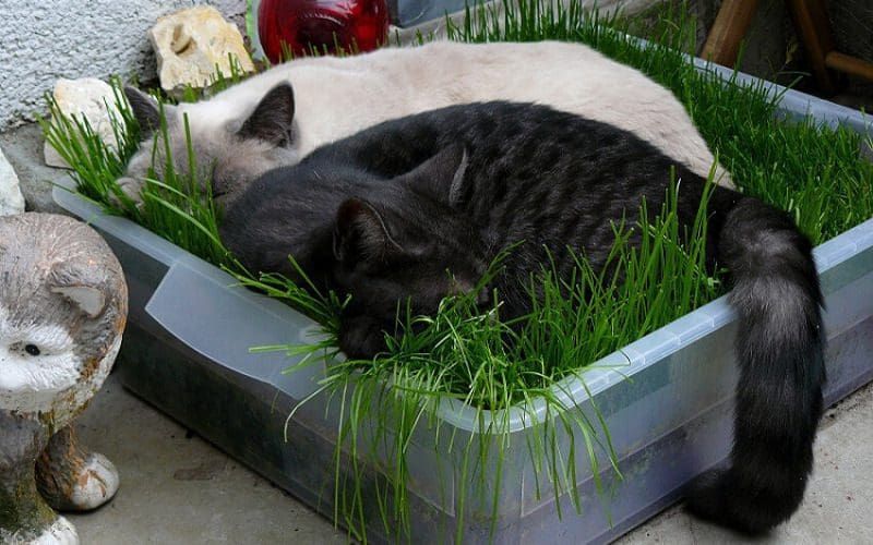 How to Spoil Your Cat? 12 Outrageous Tip 10 cat on fake grass