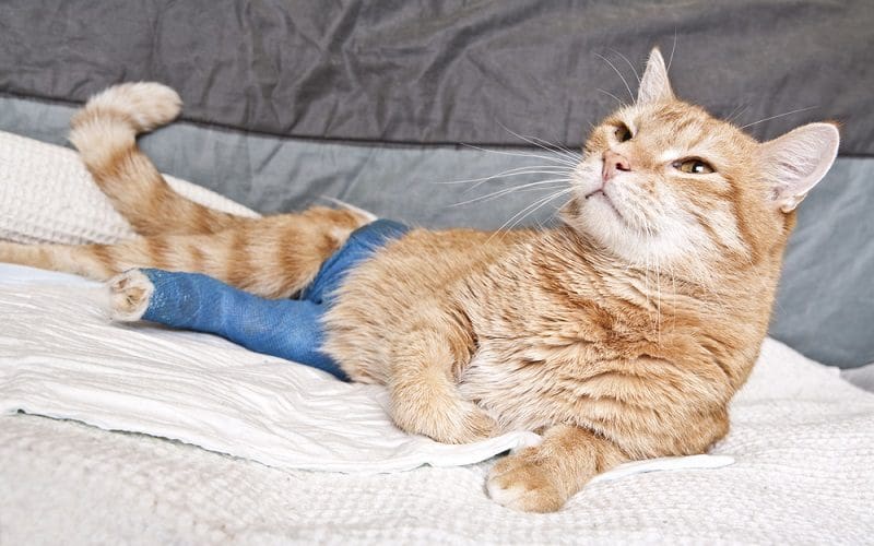 Crating a Cat at Night: 16 Pros and Cons You Need to Know 3 cat being injured