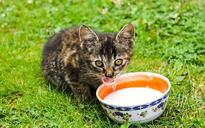 Can Cats Drink Milk Safely? The Ultimate Guide 4 cat enjoying milk