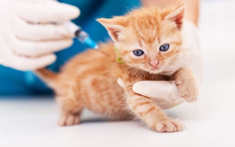 Cat Vaccinations 101: Several Crucial Shots That All Cats Need 3 kitten vaccination
