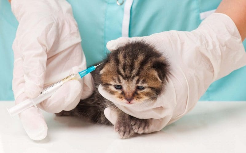 Cat Vaccinations 101: Several Crucial Shots That All Cats Need 4 kitten getting vaccine