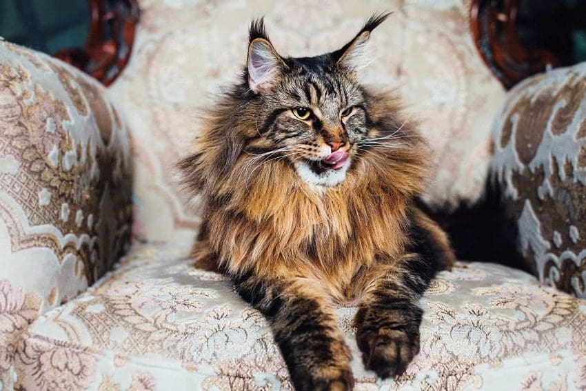 100+ Regal Cat Names for Your Royal Companion 1 100+ Regal Cat Names for Your Royal Companion