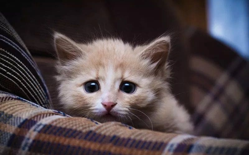 kitten scared