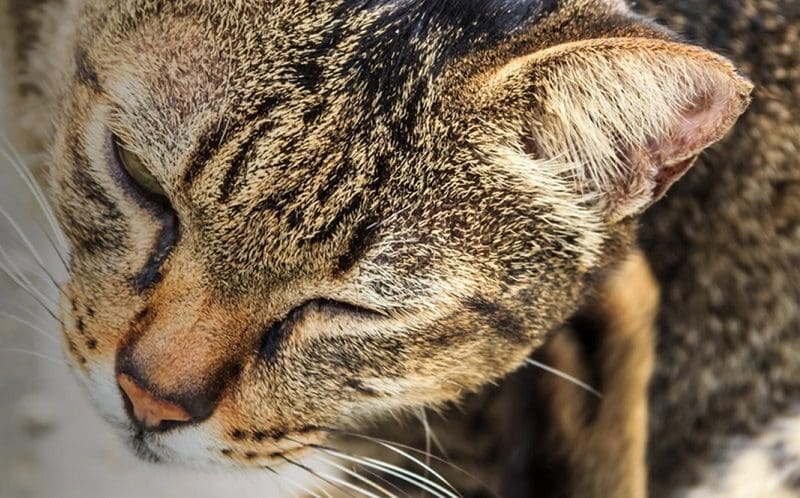 cat suffering from bacteria