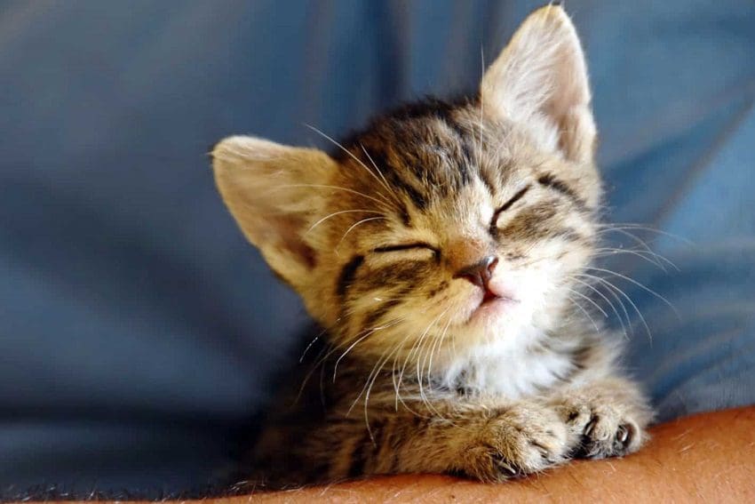 100 Crystal Cat Names: Best Magical Options for Your Kitty