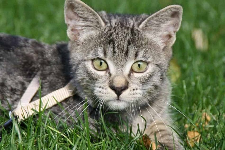 Leash Training a Cat: 7 Expert Tips for Training Success 1 Leash Training a Cat: 7 Expert Tips for Training Success