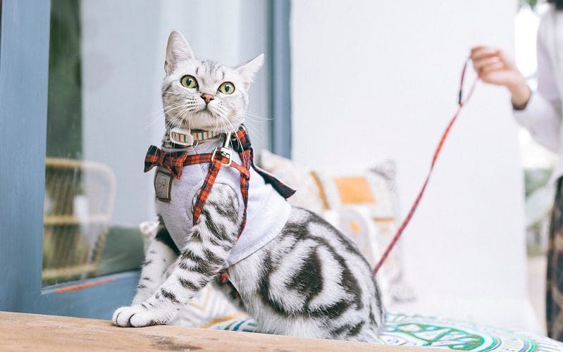 Leash Training a Cat: 7 Expert Tips for Training Success 4 cat wearing harness