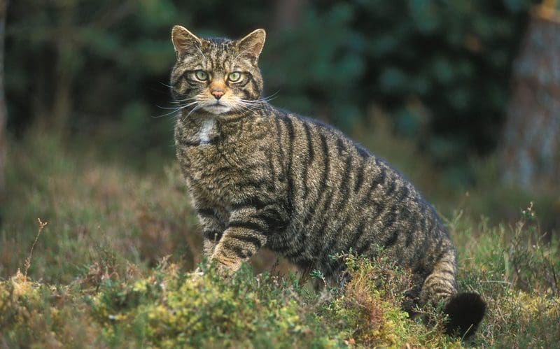 survivor fighter cat