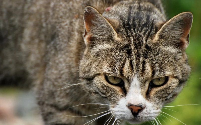 fighter cat