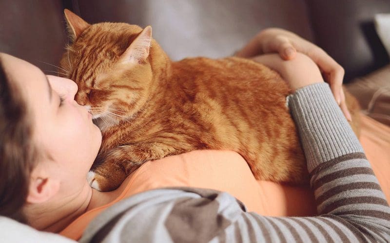 How Do Cats Choose Their Favorite Person? A Complete Guide 3 cat sleeping on human