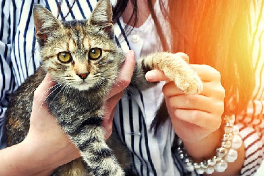 7 Ways Cat Asks For Help: A Complete Guide