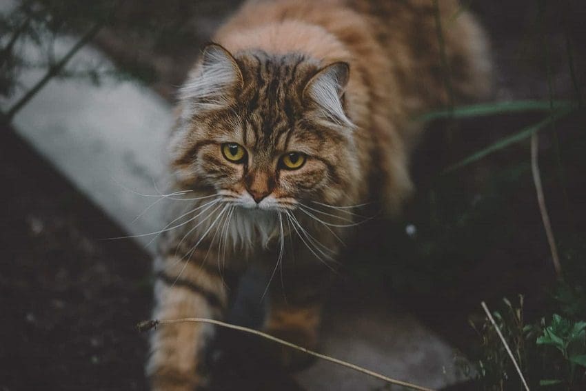 Why Does My Cat Eat Spider Webs? Reasons And Prevention