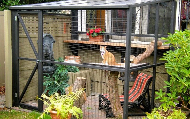 How to Spoil Your Cat? 12 Outrageous Tip 6 cat in a catio