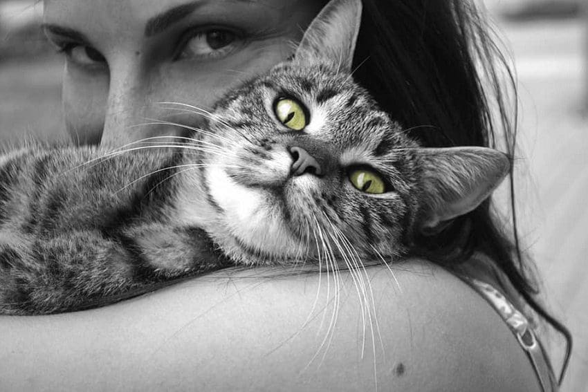 How to Get Your Cat to Cuddle with You at Night: 10 Easy Steps