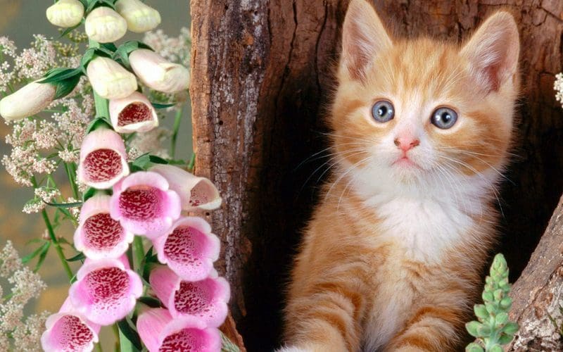 cute cat in tree hole