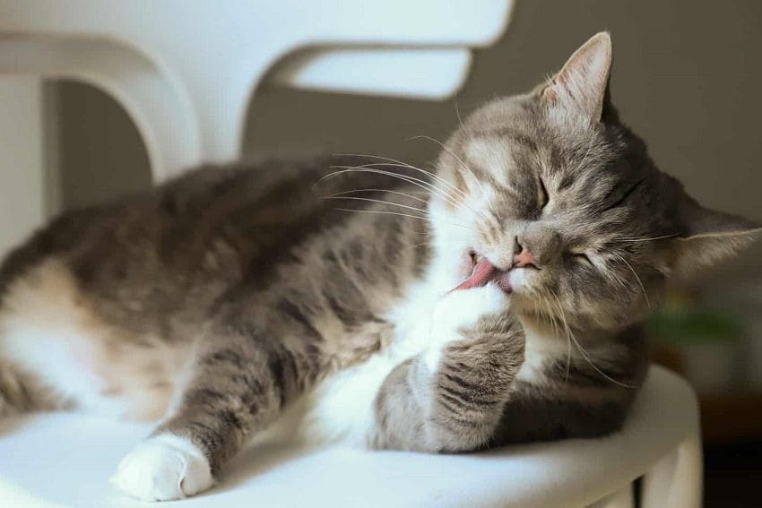 Why Does My Cat Lick Himself After I Pet Him? 4 Reasons 4 Why Does My Cat Lick Himself After I Pet Him? 4 Reasons