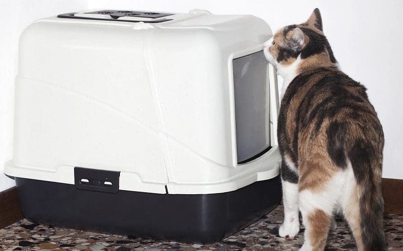 Where to Put a Litter Box: Best and Worst Spots 5 cat litter box hidden in guest bedroom