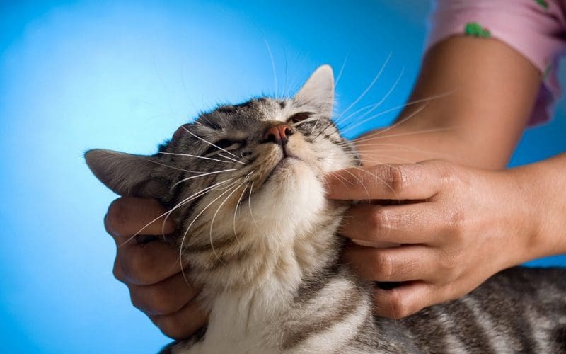 How to Spoil Your Cat? 12 Outrageous Tip 7 giving cat a massage