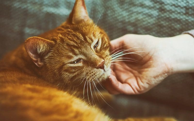 cat purring to human