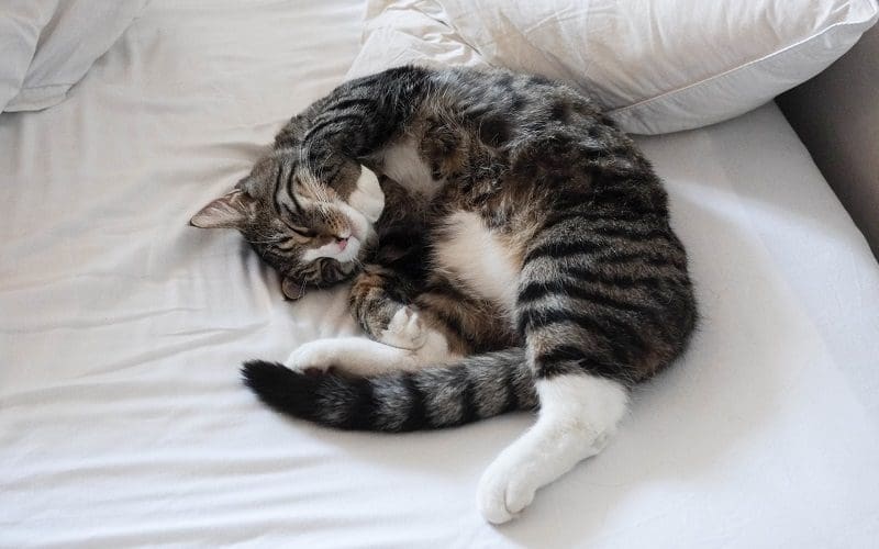 How to Spoil Your Cat? 12 Outrageous Tip 3 cat sleeping on pillow