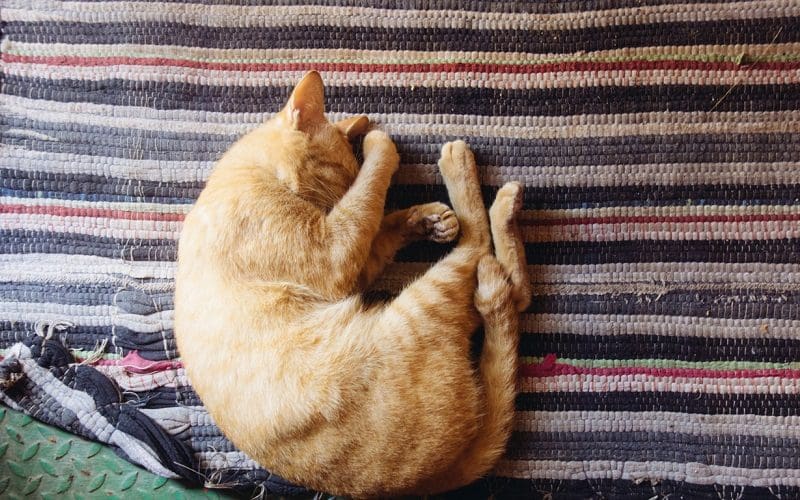 cat sleeping on floor next to bed