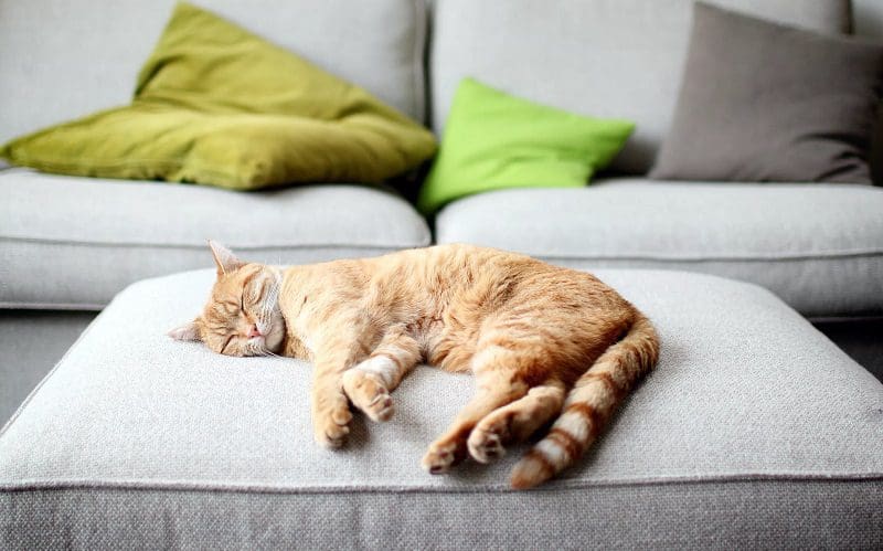 cat sleeping on a single seater