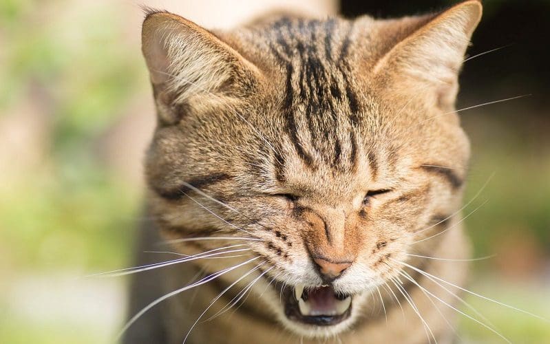 17 Cat Superstitions: Navigating the World of Cat Beliefs 3 tabby cat sneezing