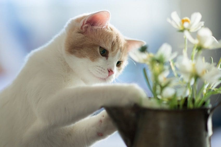 100 Flower Names for Cats: Blossom Your Cat's Identity