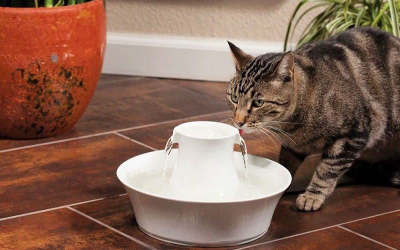 cat drinking from water fountain