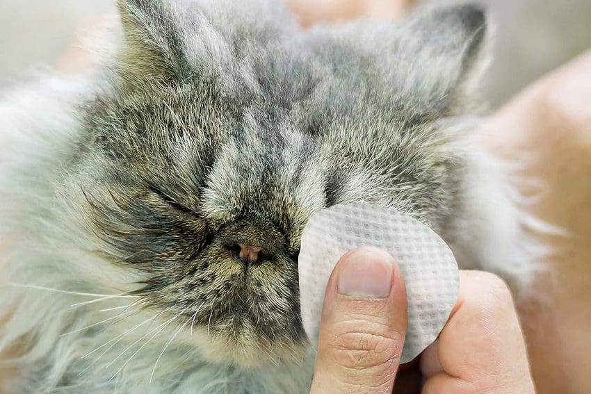 A Complete Guide to the Best Flea Wipes for Cats