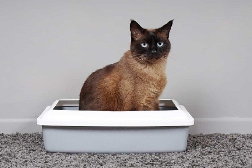 Get Rid of Fleas in Litter Box: 6 Proven Ways