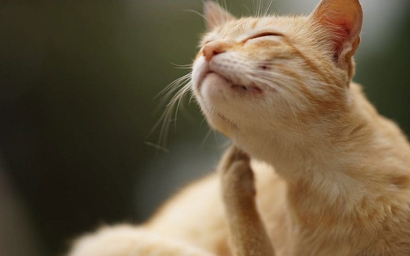 cat getting rid of fleas