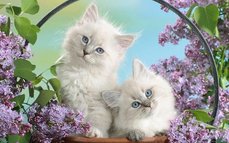 two cats and flowers