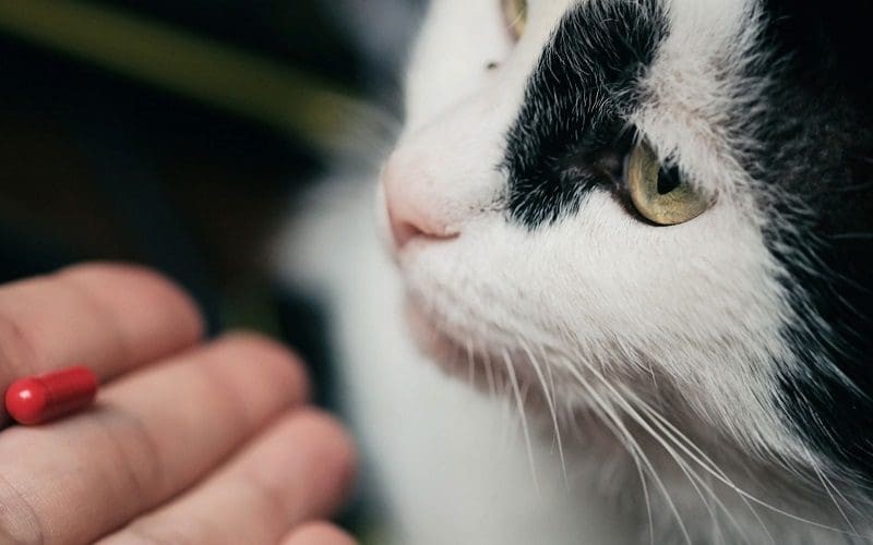 giving cat a pill