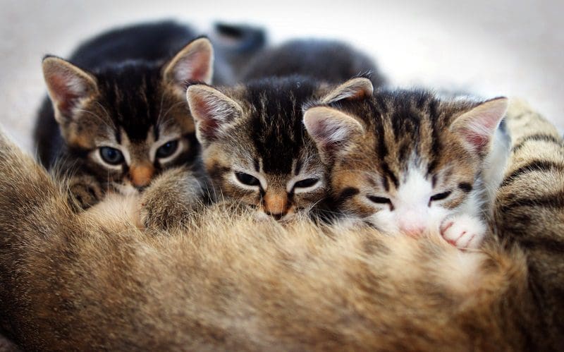 kittens trying to feed