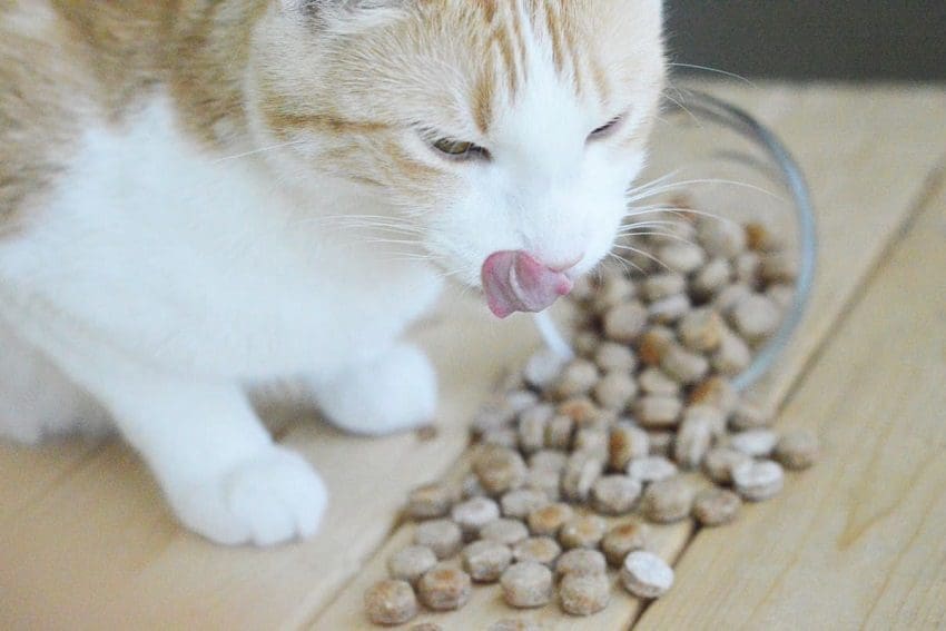 Homemade Salmon Cat Treats Recipe: Flavors of Love 1 Homemade Salmon Cat Treats Recipe