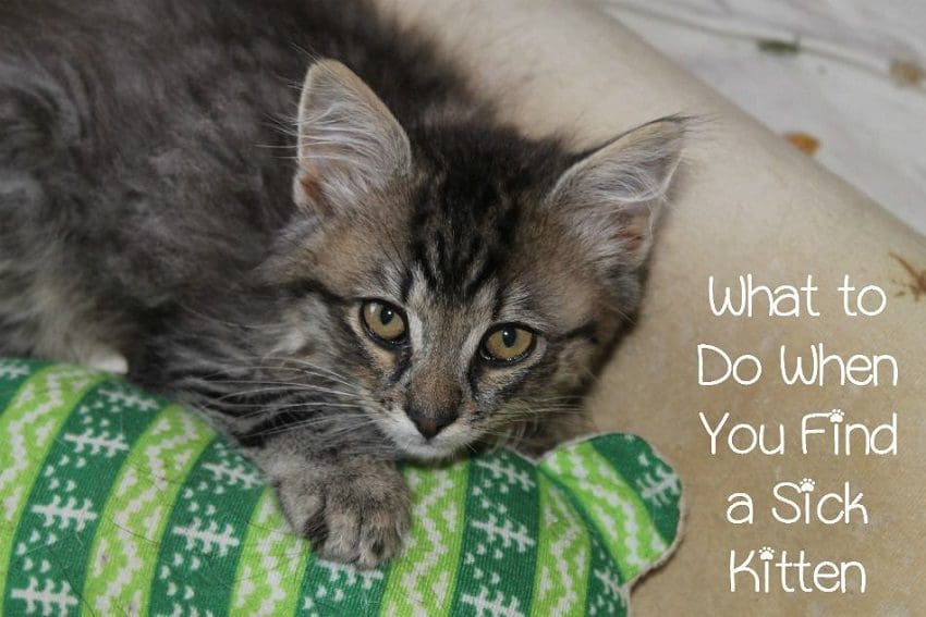 Sick Kitten On The Street: What Should You Do?