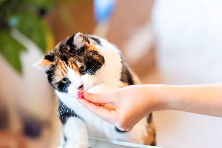 How to Spoil Your Cat? 12 Outrageous Tip