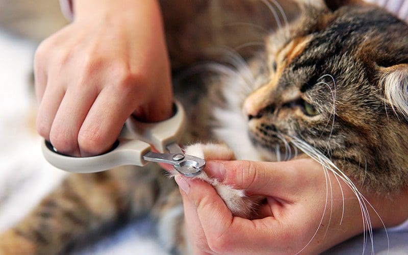 How to Stop Cats from Scratching Furniture: 5 Easy Methods 3 process of trimming cat nails