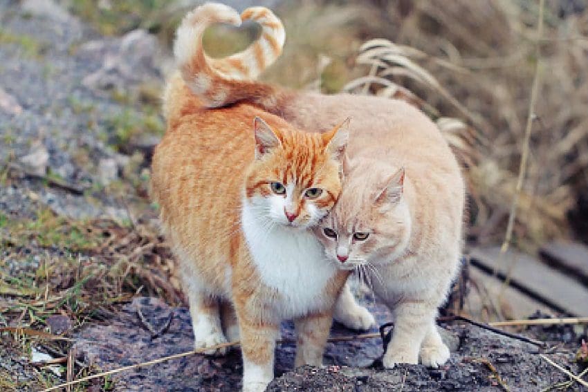 Do Cats Like Other Cats? Do Cats Form Genuine Connections?