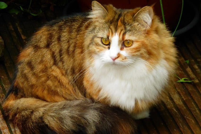 10 Unique Cat Breeds You Should Know About 1 10 Unique Cat Breeds You Should Know About