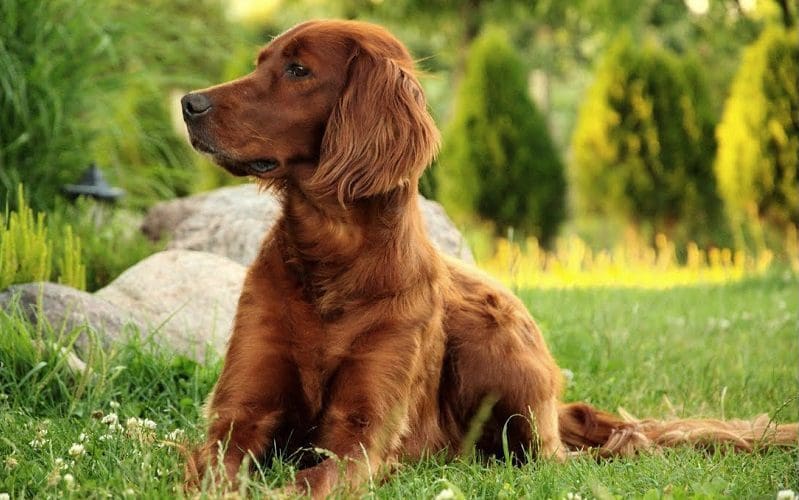 Irish Setter dog