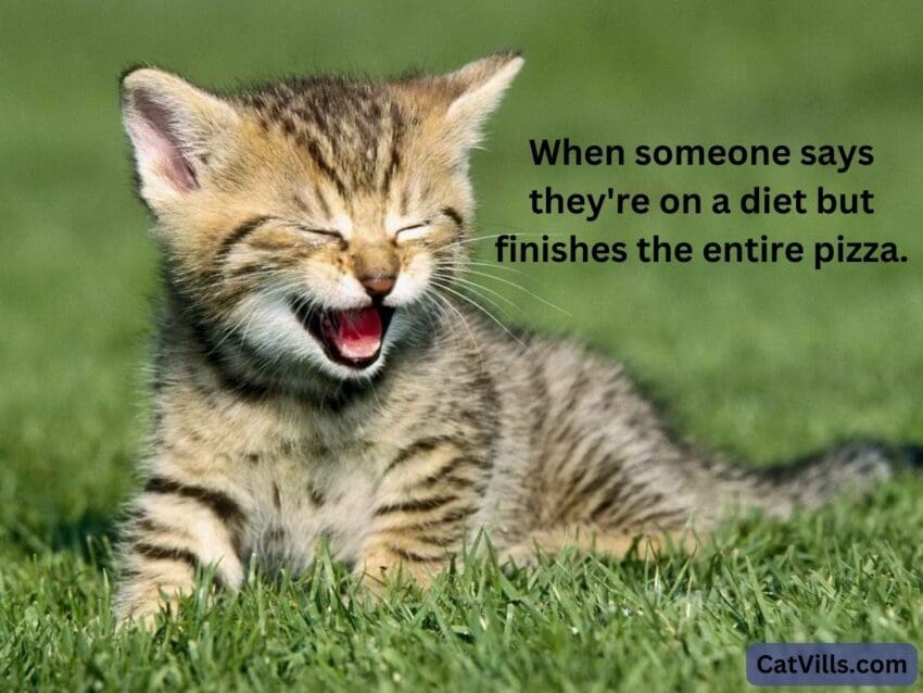 cat acting sarcastic meme