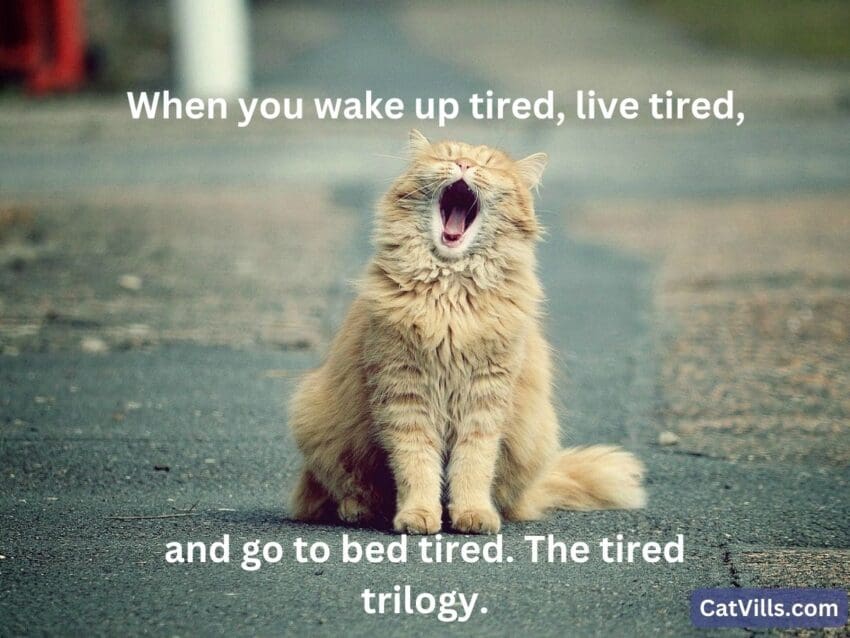 tired cat meme