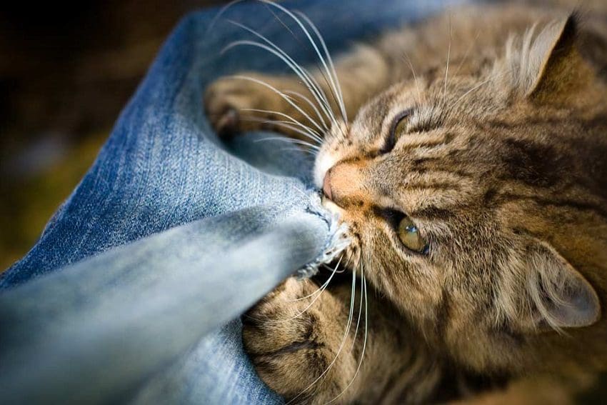 Pica in Cats: How to Recognize and Manage This Condition