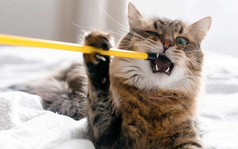 cat eating plastic