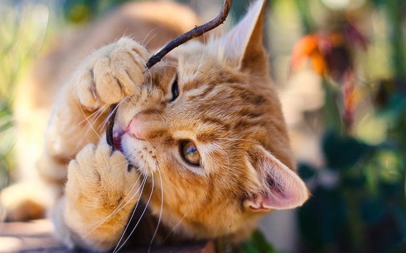 cat eating wood