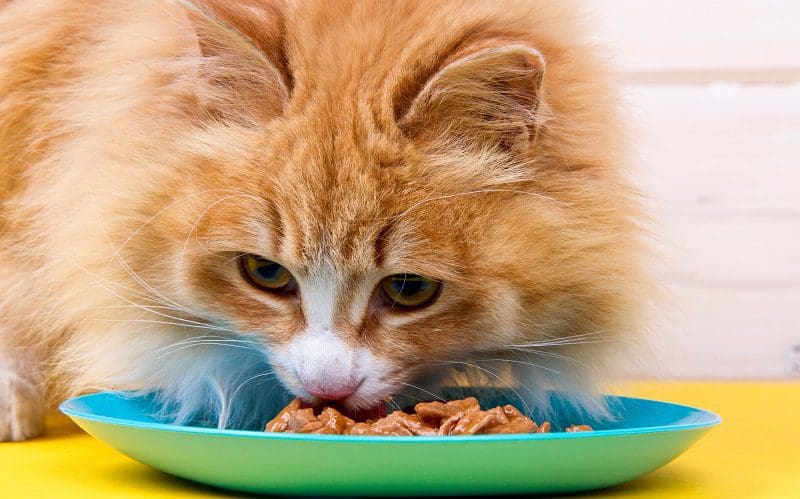 cat eating wet food