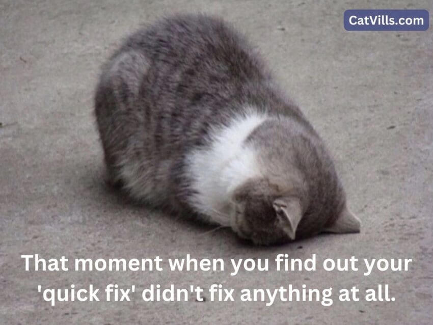 cat having hard time meme