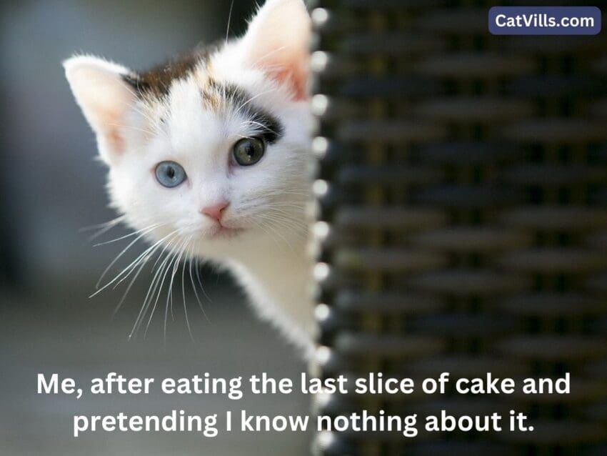 cat hiding behind basket meme